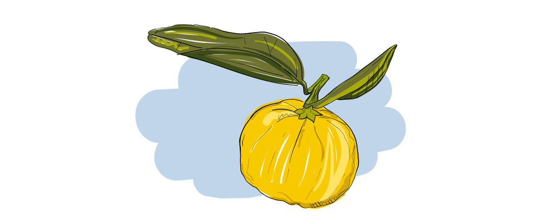 Illustrierte Inge und der Honigbär Ingredients Gin NO. 01 Yuzu