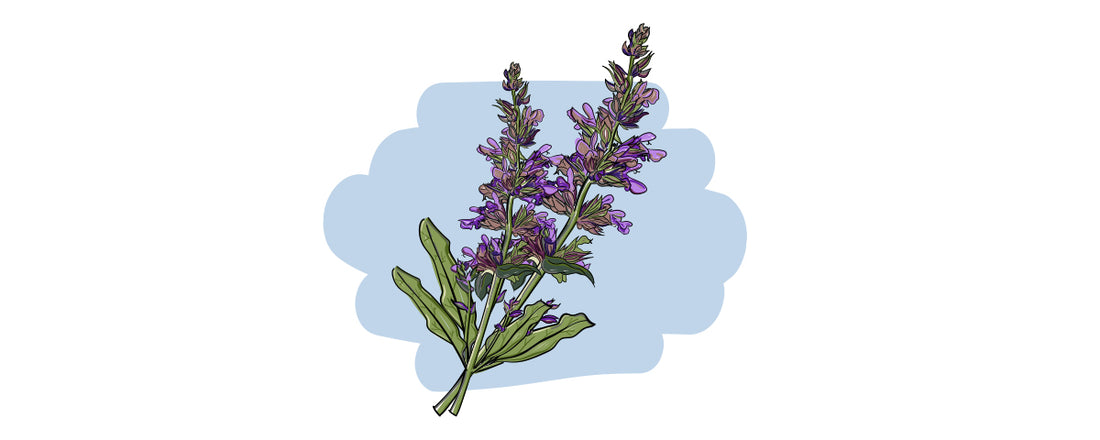 Illustrierte Inge und der Honigbär Ingredients Gin NO. 04 Salbeiblüte