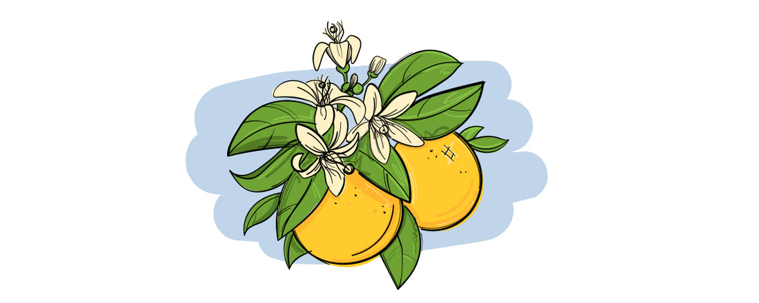 Illustrierte Inge und der Honigbär Ingredients PINGIN Grapefruit