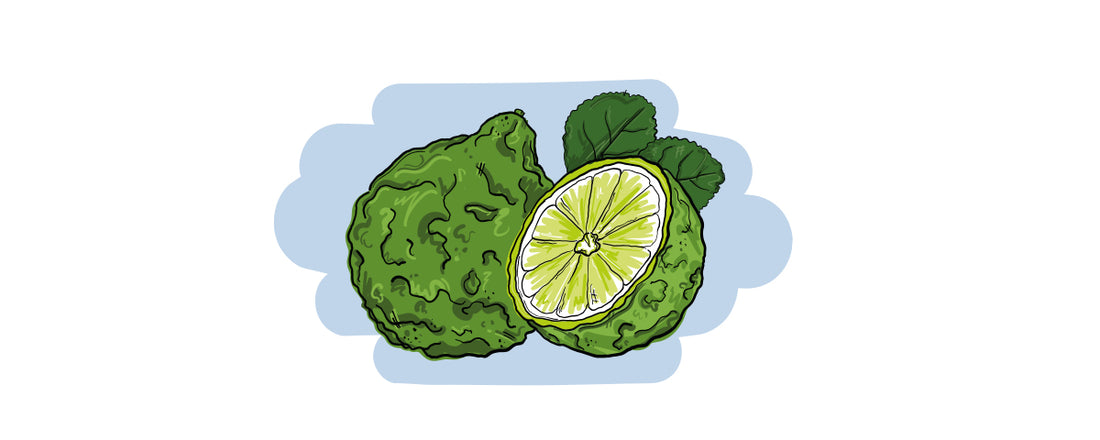 Illustrierte Inge und der Honigbär Ingredients Gin NO. 07 Kaffirlimette